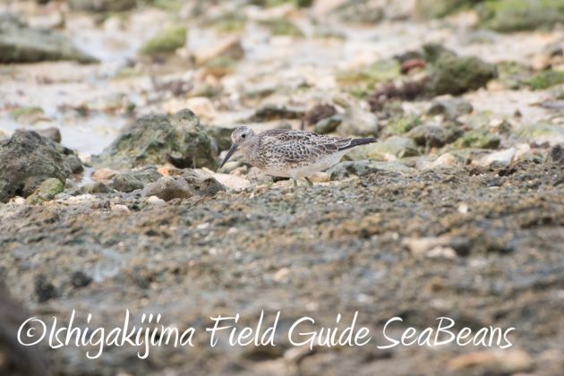 9%e6%9c%8814%e6%97%a5%e7%9f%b3%e5%9e%a3%e5%b3%b6%e3%83%90%e3%83%bc%e3%83%89%e3%82%a6%e3%82%aa%e3%83%83%e3%83%81%e3%83%b3%e3%82%b0%ef%bc%86%e9%87%8e%e9%b3%a5%e6%92%ae%e5%bd%b1%e3%82%ac%e3%82%a4