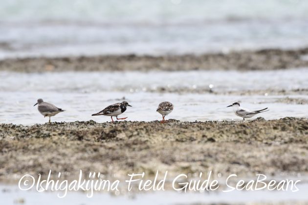 9%e6%9c%8822%e6%97%a5%e7%9f%b3%e5%9e%a3%e5%b3%b6%e3%83%90%e3%83%bc%e3%83%89%e3%82%a6%e3%82%aa%e3%83%83%e3%83%81%e3%83%b3%e3%82%b0%ef%bc%86%e9%87%8e%e9%b3%a5%e6%92%ae%e5%bd%b1%e3%82%ac%e3%82%a4