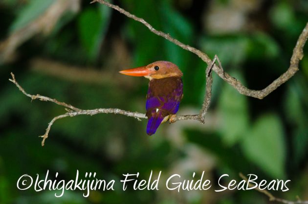 9%e6%9c%8814%e6%97%a5%e7%9f%b3%e5%9e%a3%e5%b3%b6%e3%83%8a%e3%82%a4%e3%83%88%e3%83%84%e3%82%a2%e3%83%bc12