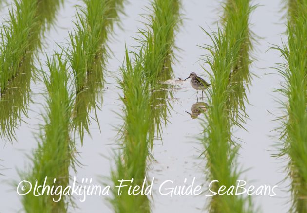 C-_Users_SeaBeans_Desktop_9月5日石垣島バードウオッチング＆野鳥撮影ガイド4