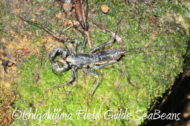 9%e6%9c%8814%e6%97%a5%e7%9f%b3%e5%9e%a3%e5%b3%b6%e3%83%8a%e3%82%a4%e3%83%88%e3%83%84%e3%82%a2%e3%83%bc8