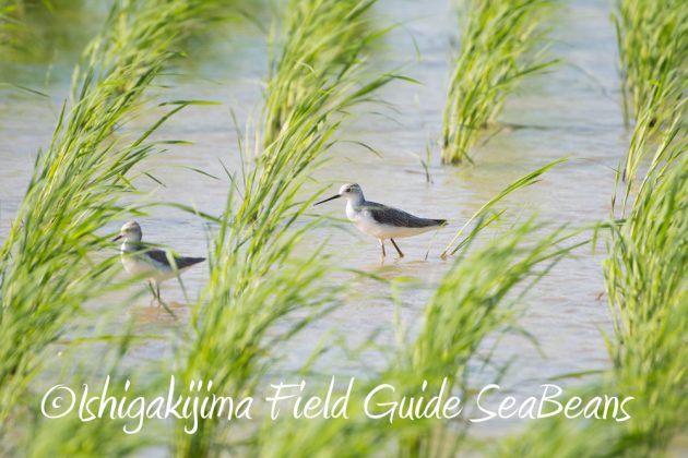 9%e6%9c%8813%e6%97%a5%e7%9f%b3%e5%9e%a3%e5%b3%b6%e3%83%90%e3%83%bc%e3%83%89%e3%82%a6%e3%82%aa%e3%83%83%e3%83%81%e3%83%b3%e3%82%b0%ef%bc%86%e9%87%8e%e9%b3%a5%e6%92%ae%e5%bd%b1%e3%82%ac%e3%82%a4