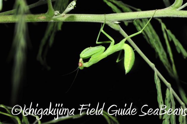 9%e6%9c%8822%e6%97%a5%e7%9f%b3%e5%9e%a3%e5%b3%b6%e3%83%8a%e3%82%a4%e3%83%88%e3%83%84%e3%82%a2%e3%83%bc3