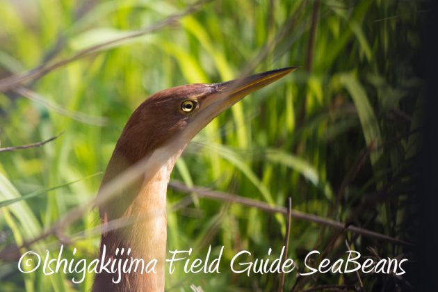 C-_Users_SeaBeans_Desktop_9月5日石垣島バードウオッチング＆野鳥撮影ガイド9