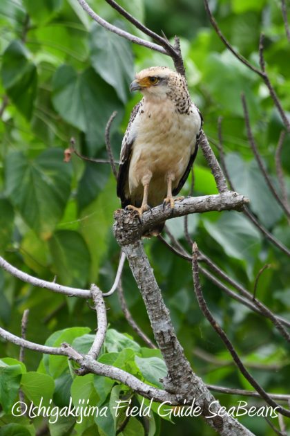 9%e6%9c%8820%e6%97%a5%e7%9f%b3%e5%9e%a3%e5%b3%b6%e3%83%90%e3%83%bc%e3%83%89%e3%82%a6%e3%82%aa%e3%83%83%e3%83%81%e3%83%b3%e3%82%b0%ef%bc%86%e9%87%8e%e9%b3%a5%e6%92%ae%e5%bd%b1%e3%82%ac%e3%82%a4