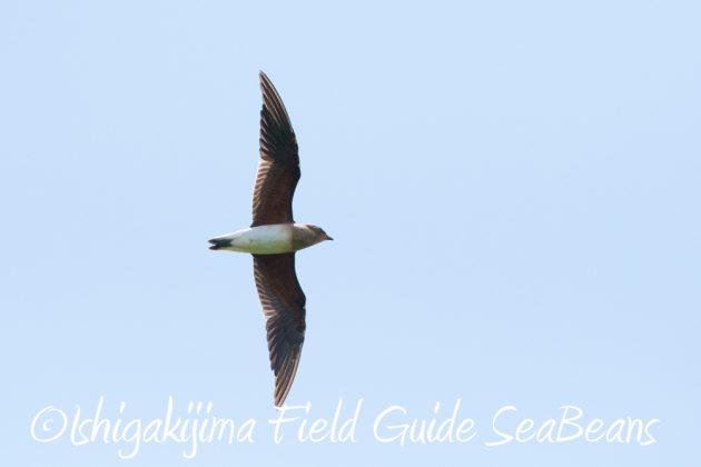 9%e6%9c%8823%e6%97%a5%e7%9f%b3%e5%9e%a3%e5%b3%b6%e3%83%90%e3%83%bc%e3%83%89%e3%82%a6%e3%82%aa%e3%83%83%e3%83%81%e3%83%b3%e3%82%b0%ef%bc%86%e9%87%8e%e9%b3%a5%e6%92%ae%e5%bd%b1%e3%82%ac%e3%82%a4