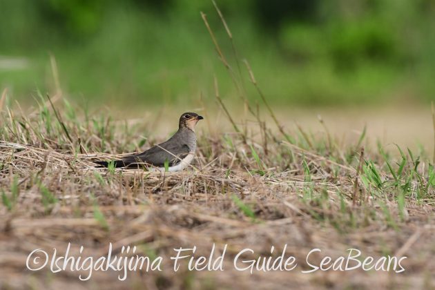 9%e6%9c%8828%e6%97%a5%e7%9f%b3%e5%9e%a3%e5%b3%b6%e3%83%90%e3%83%bc%e3%83%89%e3%82%a6%e3%82%aa%e3%83%83%e3%83%81%e3%83%b3%e3%82%b0%ef%bc%86%e9%87%8e%e9%b3%a5%e8%a6%b3%e5%af%9f%e3%82%ac%e3%82%a4