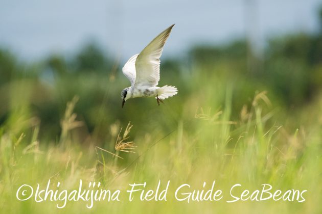 9%e6%9c%8822%e6%97%a5%e7%9f%b3%e5%9e%a3%e5%b3%b6%e3%83%90%e3%83%bc%e3%83%89%e3%82%a6%e3%82%aa%e3%83%83%e3%83%81%e3%83%b3%e3%82%b0%ef%bc%86%e9%87%8e%e9%b3%a5%e6%92%ae%e5%bd%b1%e3%82%ac%e3%82%a4