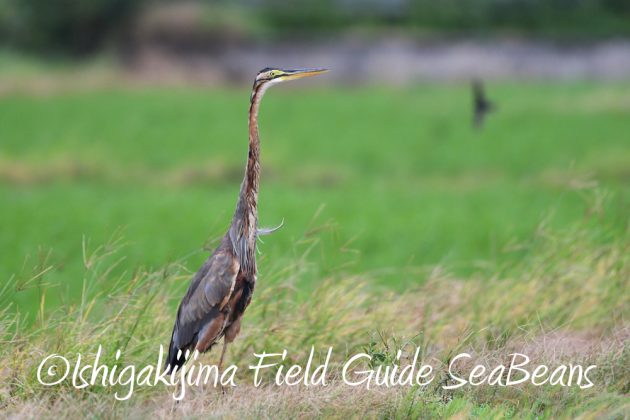 9%e6%9c%8816%e6%97%a5%e7%9f%b3%e5%9e%a3%e5%b3%b6%e3%81%ae%e9%87%8e%e9%b3%a5%e3%81%9f%e3%81%a116