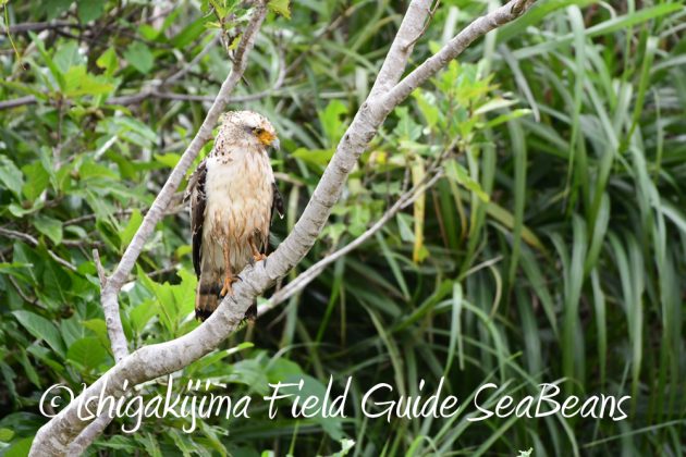 9%e6%9c%8822%e6%97%a5%e7%9f%b3%e5%9e%a3%e5%b3%b6%e3%83%90%e3%83%bc%e3%83%89%e3%82%a6%e3%82%aa%e3%83%83%e3%83%81%e3%83%b3%e3%82%b0%ef%bc%86%e9%87%8e%e9%b3%a5%e6%92%ae%e5%bd%b1%e3%82%ac%e3%82%a4