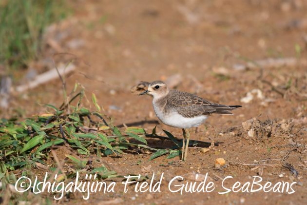 9%e6%9c%8820%e6%97%a5%e7%9f%b3%e5%9e%a3%e5%b3%b6%e3%83%90%e3%83%bc%e3%83%89%e3%82%a6%e3%82%aa%e3%83%83%e3%83%81%e3%83%b3%e3%82%b0%ef%bc%86%e9%87%8e%e9%b3%a5%e6%92%ae%e5%bd%b1%e3%82%ac%e3%82%a4