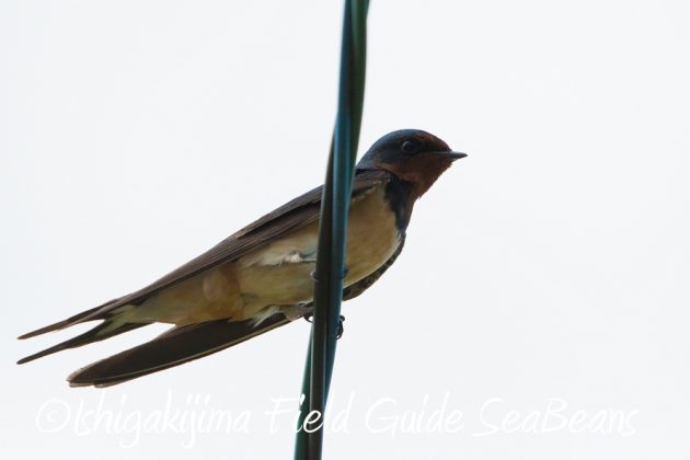 9%e6%9c%8825%e6%97%a5%e7%9f%b3%e5%9e%a3%e5%b3%b6%e3%83%90%e3%83%bc%e3%83%89%e3%82%a6%e3%82%aa%e3%83%83%e3%83%81%e3%83%b3%e3%82%b0%ef%bc%86%e9%87%8e%e9%b3%a5%e8%a6%b3%e5%af%9f%e3%82%ac%e3%82%a4