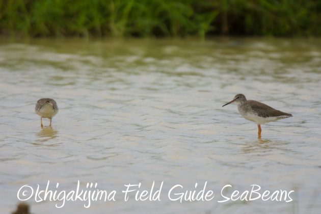 9%e6%9c%8816%e6%97%a5%e7%9f%b3%e5%9e%a3%e5%b3%b6%e3%81%ae%e9%87%8e%e9%b3%a5%e3%81%9f%e3%81%a15