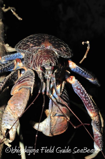 9%e6%9c%8825%e6%97%a5%e7%9f%b3%e5%9e%a3%e5%b3%b6%e3%83%8a%e3%82%a4%e3%83%88%e3%83%84%e3%82%a2%e3%83%bc13