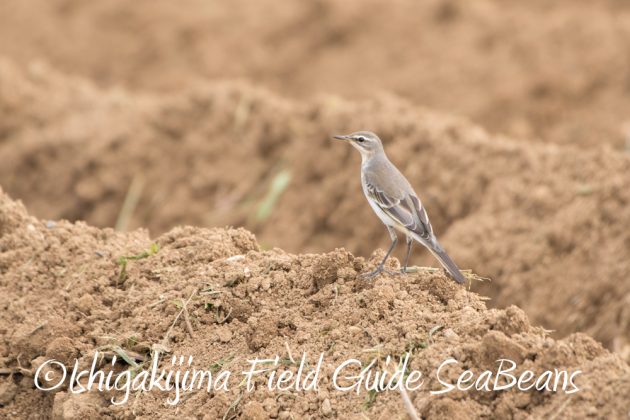 9%e6%9c%8824%e6%97%a5%e7%9f%b3%e5%9e%a3%e5%b3%b6%e3%83%90%e3%83%bc%e3%83%89%e3%82%a6%e3%82%aa%e3%83%83%e3%83%81%e3%83%b3%e3%82%b0%ef%bc%86%e9%87%8e%e9%b3%a5%e6%92%ae%e5%bd%b1%e3%82%ac%e3%82%a4