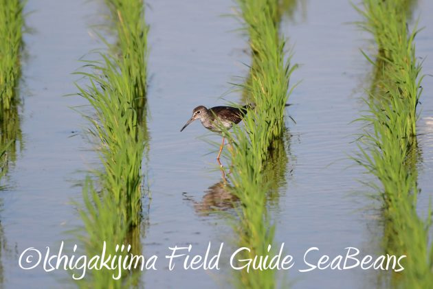 C-_Users_SeaBeans_Desktop_9月5日石垣島バードウオッチング＆野鳥撮影ガイド3