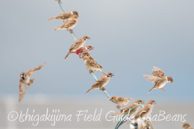 9%e6%9c%8822%e6%97%a5%e7%9f%b3%e5%9e%a3%e5%b3%b6%e3%83%90%e3%83%bc%e3%83%89%e3%82%a6%e3%82%aa%e3%83%83%e3%83%81%e3%83%b3%e3%82%b0%ef%bc%86%e9%87%8e%e9%b3%a5%e6%92%ae%e5%bd%b1%e3%82%ac%e3%82%a4