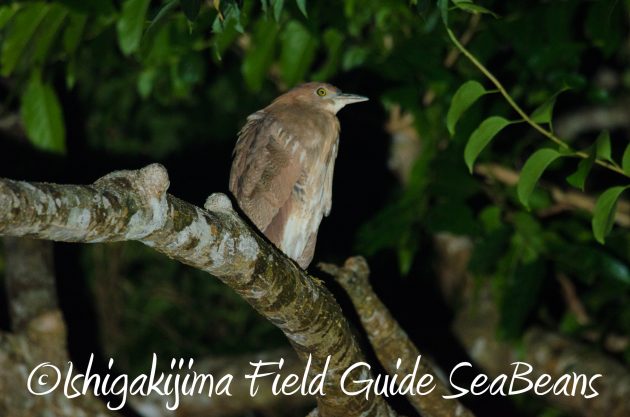 9月1日石垣島ナイトツアー3