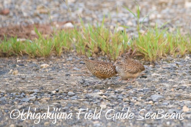 9%e6%9c%8812%e6%97%a5%e7%9f%b3%e5%9e%a3%e5%b3%b6%e3%83%90%e3%83%bc%e3%83%89%e3%82%a6%e3%82%aa%e3%83%83%e3%83%81%e3%83%b3%e3%82%b0%ef%bc%86%e9%87%8e%e9%b3%a5%e6%92%ae%e5%bd%b1%e3%82%ac%e3%82%a4