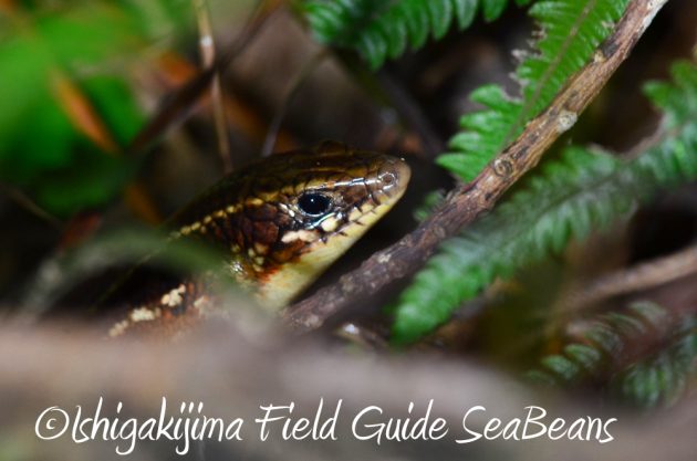 9%e6%9c%8825%e6%97%a5%e7%9f%b3%e5%9e%a3%e5%b3%b6%e3%83%8a%e3%82%a4%e3%83%88%e3%83%84%e3%82%a2%e3%83%bc17