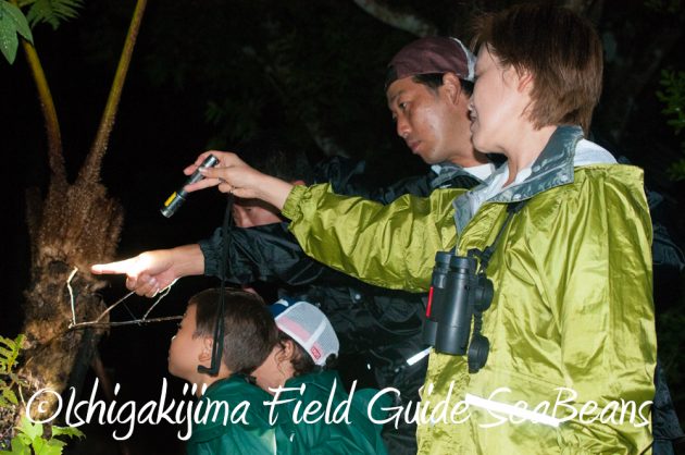 9%e6%9c%889%e6%97%a5%e7%9f%b3%e5%9e%a3%e5%b3%b6%e3%83%8a%e3%82%a4%e3%83%88%e3%83%84%e3%82%a2%e3%83%bc13