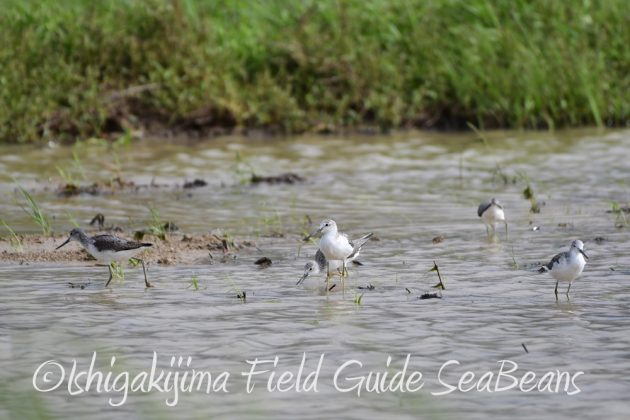 9%e6%9c%8828%e6%97%a5%e7%9f%b3%e5%9e%a3%e5%b3%b6%e3%83%90%e3%83%bc%e3%83%89%e3%82%a6%e3%82%aa%e3%83%83%e3%83%81%e3%83%b3%e3%82%b0%ef%bc%86%e9%87%8e%e9%b3%a5%e8%a6%b3%e5%af%9f%e3%82%ac%e3%82%a4