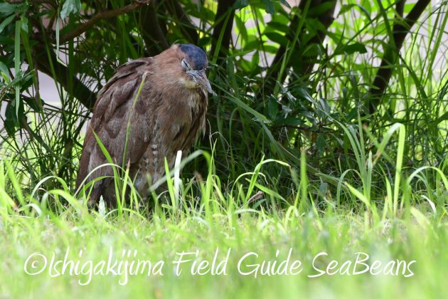 9%e6%9c%8821%e6%97%a5%e7%9f%b3%e5%9e%a3%e5%b3%b6%e3%83%90%e3%83%bc%e3%83%89%e3%82%a6%e3%82%aa%e3%83%83%e3%83%81%e3%83%b3%e3%82%b0%ef%bc%86%e9%87%8e%e9%b3%a5%e6%92%ae%e5%bd%b1%e3%82%ac%e3%82%a4