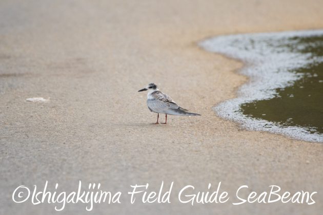 9%e6%9c%8815%e6%97%a5%e7%9f%b3%e5%9e%a3%e5%b3%b6%e9%b3%a5%e7%8d%a3%e4%bf%9d%e8%ad%b7%e5%8c%ba%e5%9f%9f%e5%b7%a1%e5%9b%9e%e8%aa%bf%e6%9f%bb10