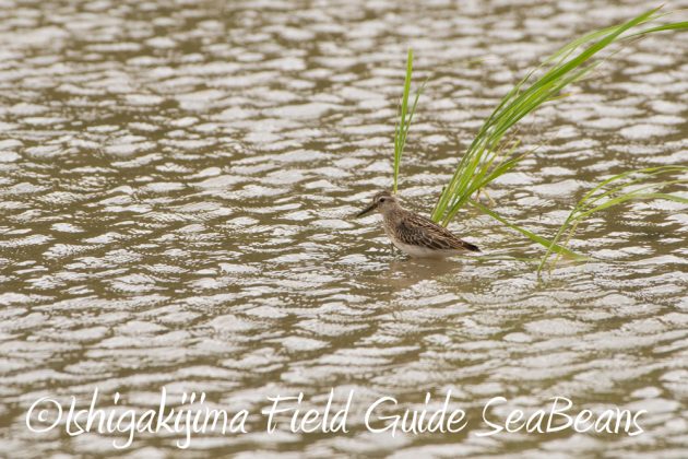 9%e6%9c%8820%e6%97%a5%e7%9f%b3%e5%9e%a3%e5%b3%b6%e3%83%90%e3%83%bc%e3%83%89%e3%82%a6%e3%82%aa%e3%83%83%e3%83%81%e3%83%b3%e3%82%b0%ef%bc%86%e9%87%8e%e9%b3%a5%e6%92%ae%e5%bd%b1%e3%82%ac%e3%82%a4