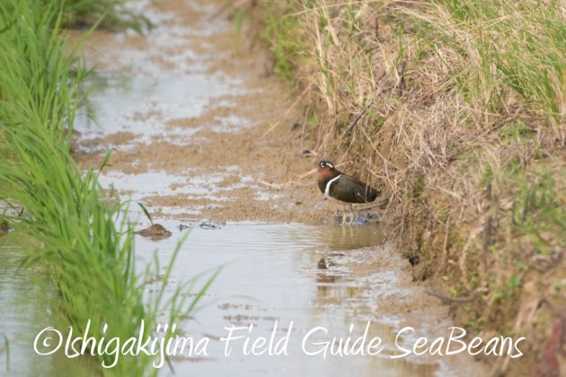 9%e6%9c%8826%e6%97%a5%e7%9f%b3%e5%9e%a3%e5%b3%b6%e3%83%90%e3%83%bc%e3%83%89%e3%82%a6%e3%82%aa%e3%83%83%e3%83%81%e3%83%b3%e3%82%b0%ef%bc%86%e9%87%8e%e9%b3%a5%e6%92%ae%e5%bd%b1%e3%82%ac%e3%82%a4