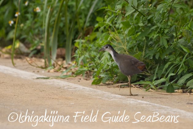 9%e6%9c%8824%e6%97%a5%e7%9f%b3%e5%9e%a3%e5%b3%b6%e3%83%90%e3%83%bc%e3%83%89%e3%82%a6%e3%82%aa%e3%83%83%e3%83%81%e3%83%b3%e3%82%b0%ef%bc%86%e9%87%8e%e9%b3%a5%e6%92%ae%e5%bd%b1%e3%82%ac%e3%82%a4