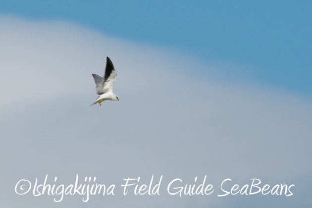 9%e6%9c%8823%e6%97%a5%e7%9f%b3%e5%9e%a3%e5%b3%b6%e3%83%90%e3%83%bc%e3%83%89%e3%82%a6%e3%82%aa%e3%83%83%e3%83%81%e3%83%b3%e3%82%b0%ef%bc%86%e9%87%8e%e9%b3%a5%e6%92%ae%e5%bd%b1%e3%82%ac%e3%82%a4