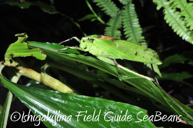 9%e6%9c%8814%e6%97%a5%e7%9f%b3%e5%9e%a3%e5%b3%b6%e3%83%8a%e3%82%a4%e3%83%88%e3%83%84%e3%82%a2%e3%83%bc10