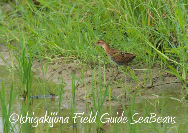 9月1日石垣島バードウオッチング&野鳥撮影ガイド3