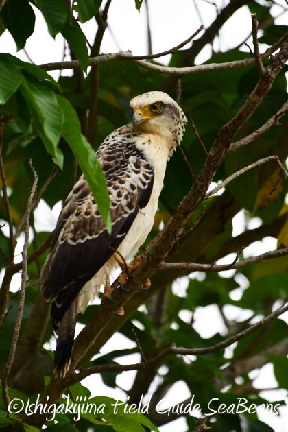 9%e6%9c%8822%e6%97%a5%e7%9f%b3%e5%9e%a3%e5%b3%b6%e3%83%90%e3%83%bc%e3%83%89%e3%82%a6%e3%82%aa%e3%83%83%e3%83%81%e3%83%b3%e3%82%b0%ef%bc%86%e9%87%8e%e9%b3%a5%e6%92%ae%e5%bd%b1%e3%82%ac%e3%82%a4