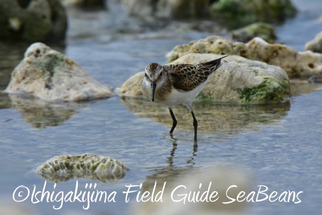 9月2日石垣島ヨーロッパトウネン5