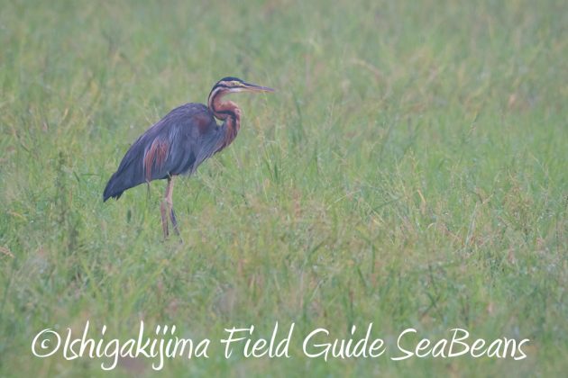 9月6日石垣島バードウオッチング&野鳥撮影ガイド12