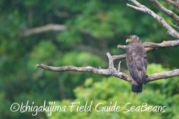 9%e6%9c%8821%e6%97%a5%e7%9f%b3%e5%9e%a3%e5%b3%b6%e3%83%90%e3%83%bc%e3%83%89%e3%82%a6%e3%82%aa%e3%83%83%e3%83%81%e3%83%b3%e3%82%b0%ef%bc%86%e9%87%8e%e9%b3%a5%e6%92%ae%e5%bd%b1%e3%82%ac%e3%82%a4