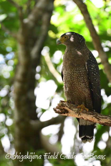 9%e6%9c%8830%e6%97%a5%e7%9f%b3%e5%9e%a3%e5%b3%b6%e3%83%90%e3%83%bc%e3%83%89%e3%82%a6%e3%82%aa%e3%83%83%e3%83%81%e3%83%b3%e3%82%b0%ef%bc%86%e9%87%8e%e9%b3%a5%e6%92%ae%e5%bd%b1%e3%82%ac%e3%82%a4