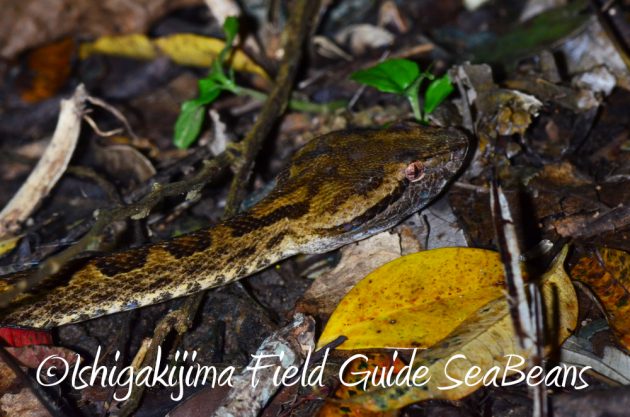 9%e6%9c%8822%e6%97%a5%e7%9f%b3%e5%9e%a3%e5%b3%b6%e3%83%8a%e3%82%a4%e3%83%88%e3%83%84%e3%82%a2%e3%83%bc22