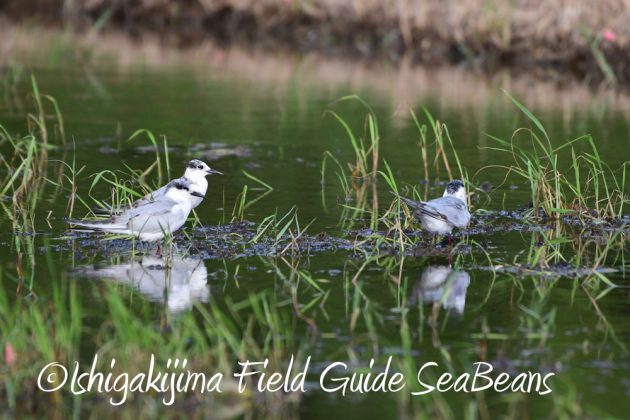 9%e6%9c%8830%e6%97%a5%e7%9f%b3%e5%9e%a3%e5%b3%b6%e3%83%90%e3%83%bc%e3%83%89%e3%82%a6%e3%82%aa%e3%83%83%e3%83%81%e3%83%b3%e3%82%b0%ef%bc%86%e9%87%8e%e9%b3%a5%e6%92%ae%e5%bd%b1%e3%82%ac%e3%82%a4