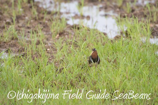 9%e6%9c%8816%e6%97%a5%e7%9f%b3%e5%9e%a3%e5%b3%b6%e3%81%ae%e9%87%8e%e9%b3%a5%e3%81%9f%e3%81%a113