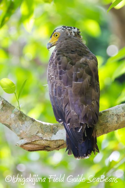 9月3日石垣島バードウオッチング＆野鳥撮影ガイド15