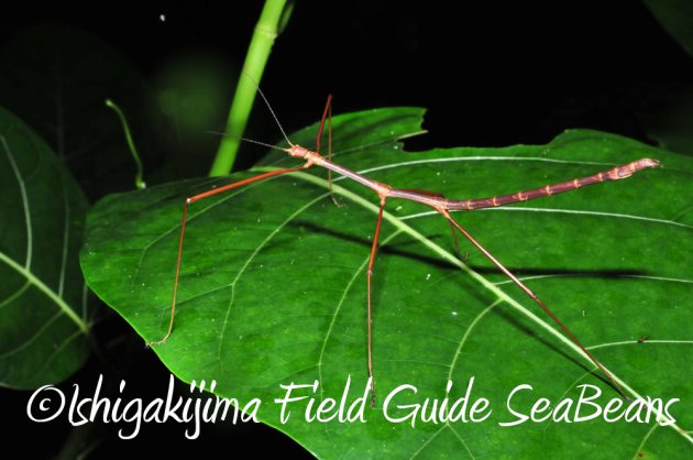 9%e6%9c%8822%e6%97%a5%e7%9f%b3%e5%9e%a3%e5%b3%b6%e3%83%8a%e3%82%a4%e3%83%88%e3%83%84%e3%82%a2%e3%83%bc4