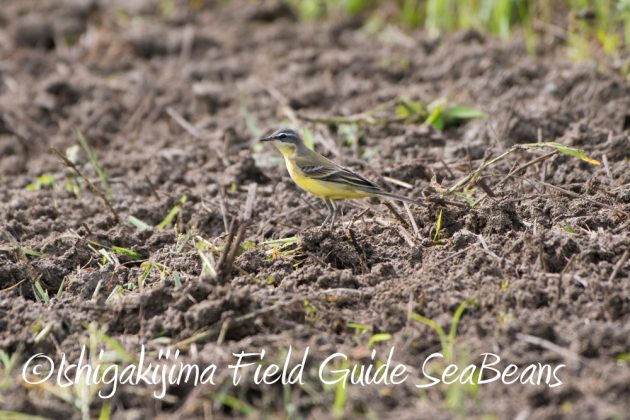 9%e6%9c%8813%e6%97%a5%e7%9f%b3%e5%9e%a3%e5%b3%b6%e3%83%90%e3%83%bc%e3%83%89%e3%82%a6%e3%82%aa%e3%83%83%e3%83%81%e3%83%b3%e3%82%b0%ef%bc%86%e9%87%8e%e9%b3%a5%e6%92%ae%e5%bd%b1%e3%82%ac%e3%82%a4