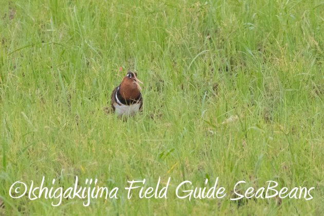 9%e6%9c%8821%e6%97%a5%e7%9f%b3%e5%9e%a3%e5%b3%b6%e3%83%90%e3%83%bc%e3%83%89%e3%82%a6%e3%82%aa%e3%83%83%e3%83%81%e3%83%b3%e3%82%b0%ef%bc%86%e9%87%8e%e9%b3%a5%e6%92%ae%e5%bd%b1%e3%82%ac%e3%82%a4