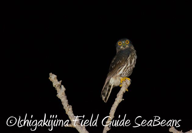 9%e6%9c%889%e6%97%a5%e7%9f%b3%e5%9e%a3%e5%b3%b6%e3%83%8a%e3%82%a4%e3%83%88%e3%83%84%e3%82%a2%e3%83%bc2