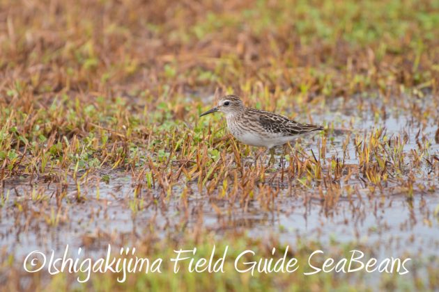 9%e6%9c%8814%e6%97%a5%e7%9f%b3%e5%9e%a3%e5%b3%b6%e3%83%90%e3%83%bc%e3%83%89%e3%82%a6%e3%82%aa%e3%83%83%e3%83%81%e3%83%b3%e3%82%b0%ef%bc%86%e9%87%8e%e9%b3%a5%e6%92%ae%e5%bd%b1%e3%82%ac%e3%82%a4