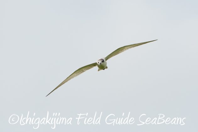 9%e6%9c%8820%e6%97%a5%e7%9f%b3%e5%9e%a3%e5%b3%b6%e3%83%90%e3%83%bc%e3%83%89%e3%82%a6%e3%82%aa%e3%83%83%e3%83%81%e3%83%b3%e3%82%b0%ef%bc%86%e9%87%8e%e9%b3%a5%e6%92%ae%e5%bd%b1%e3%82%ac%e3%82%a4