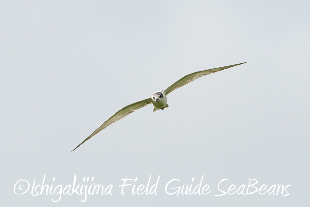 秋の石垣島は出会い沢山！！アカハラダカ＆オオチドリなどなど！！バードウオッチング＆野鳥撮影。